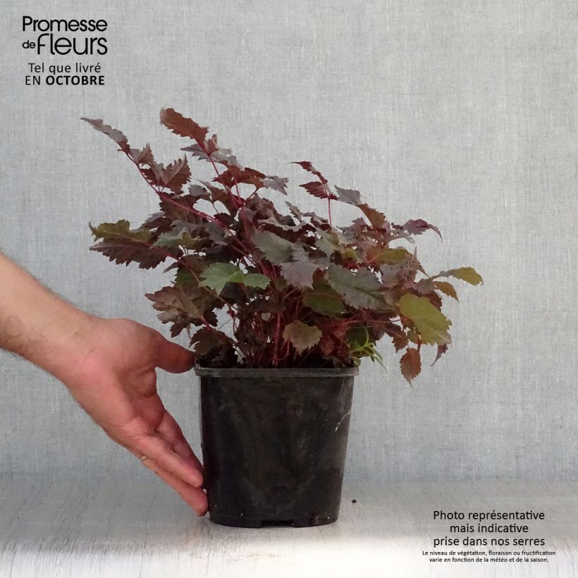 Astilbe 'Chocolate Shogun' 1.5L/2L pot sample as delivered in autumn