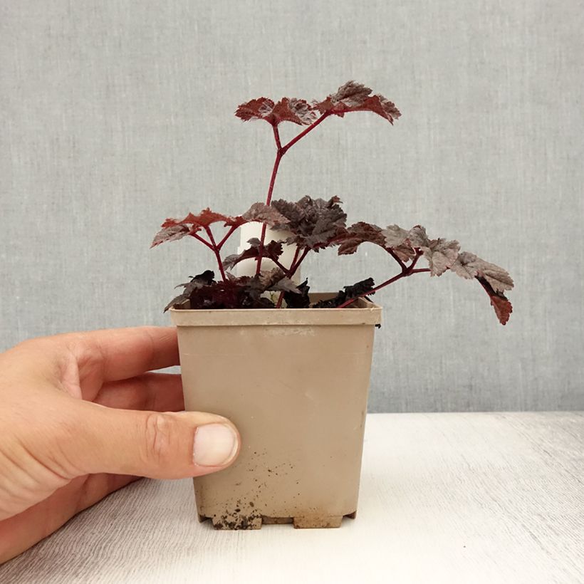 Astilbe chinensis Darkside Of The Moon - Chinese Astilbe 8/9 cm pot sample as delivered in summer