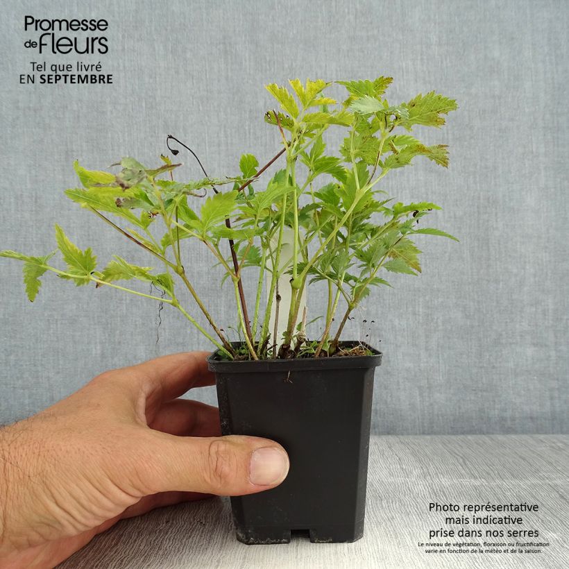 Astilbe japonica 'Vesuvius' 8/9 cm pot sample as delivered in summer