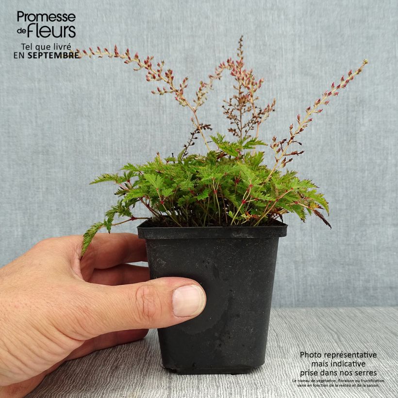Astilbe simplicifolia 'Sprite' 8/9 cm pot sample as delivered in summer