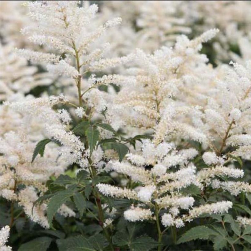 Astilbe japonica 'Washington' (Flowering)