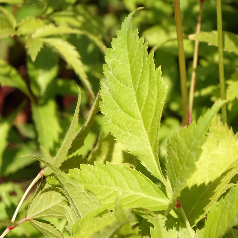 Astilbe japonica 'Washington' (Foliage)
