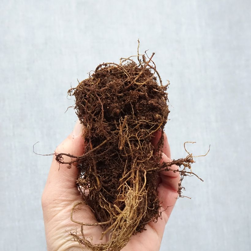 Astilbe Younique Silvery Pink - False Spirea Bare root sample as delivered in winter