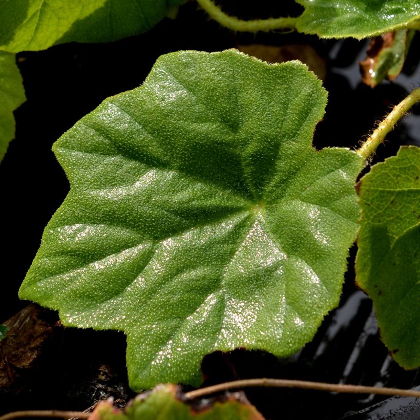 Astilboides tabularis  (Foliage)