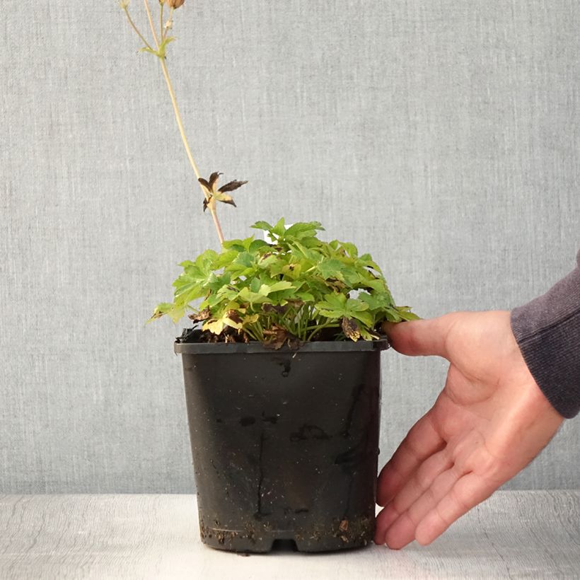 Astrantia major Buckland - Great Masterwort 2L/3L pot sample as delivered in summer