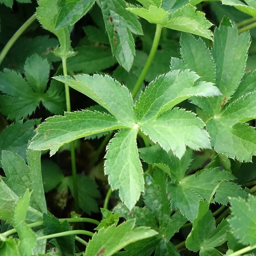 Astrantia major Florence - Great Masterwort (Foliage)