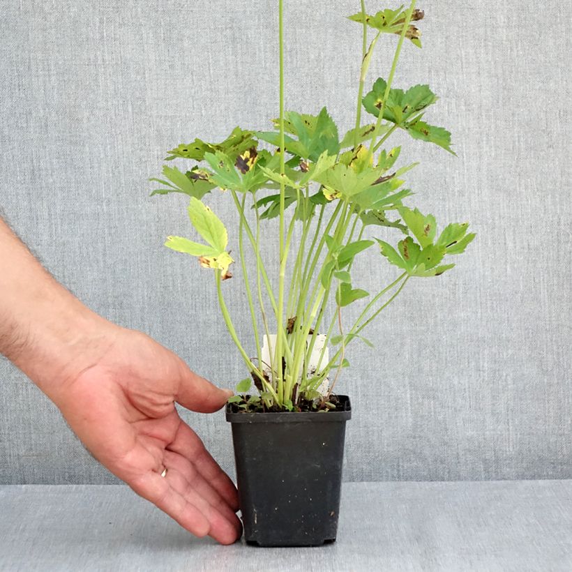 Astrantia major Rosensinfonie - Masterwort 8/9 cm pot sample as delivered in summer