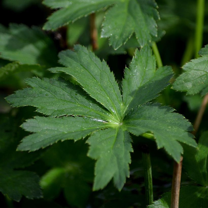 Astrantia major Star of Passion - Masterwort (Foliage)