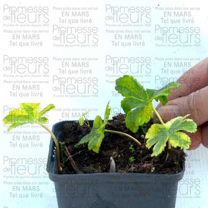 Example of Astrantia major Sunningdale Variegated - Masterwort 8/9 cm pot specimen as delivered