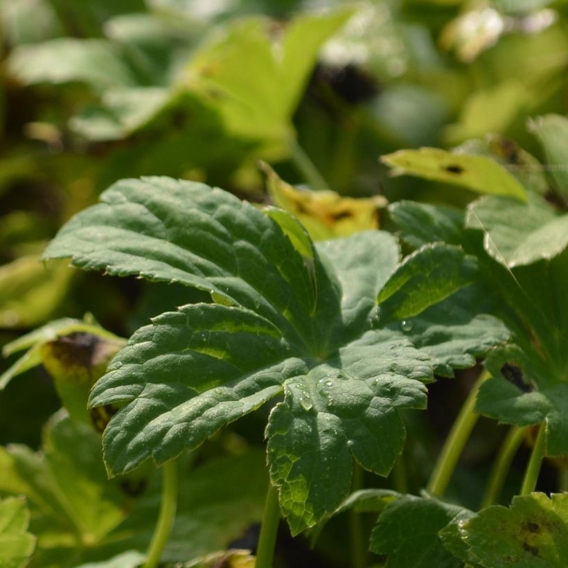 Astrantia major Super Star - Masterwort (Foliage)