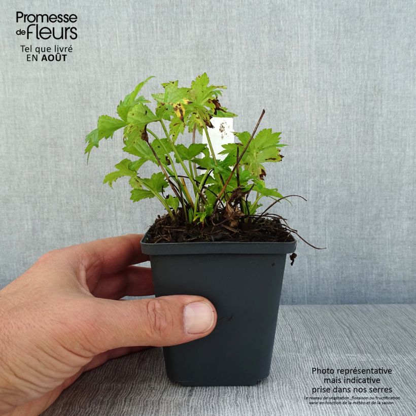 Astrantia major Star of Love - Masterwort 8/9 cm pot sample as delivered in summer