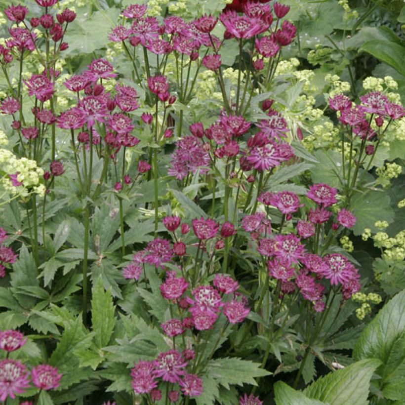 Astrantia major Ruby Wedding - Masterwort (Plant habit)