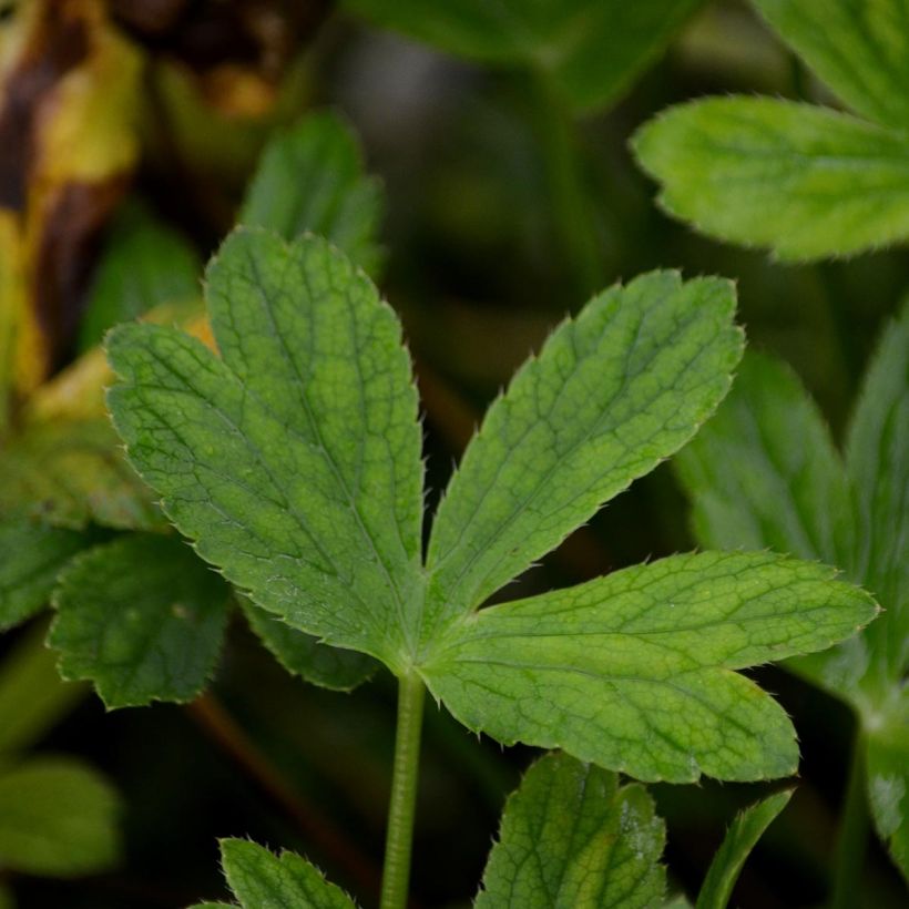 Astrantia major Venice - Masterwort (Foliage)