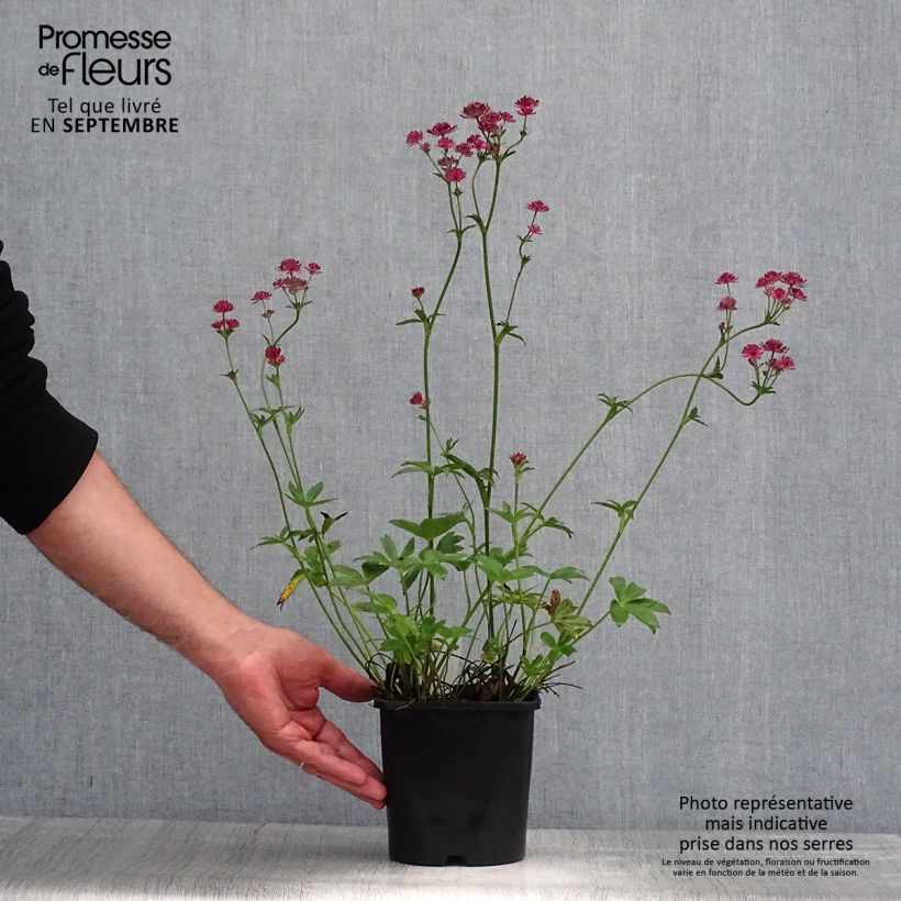 Astrantia major Venice - Masterwort 1.5L/2L pot sample as delivered in summer