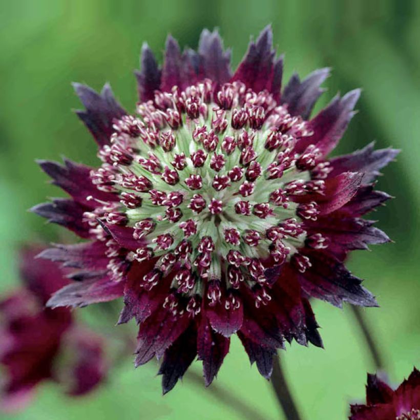 Astrantia Moulin Rouge (Flowering)