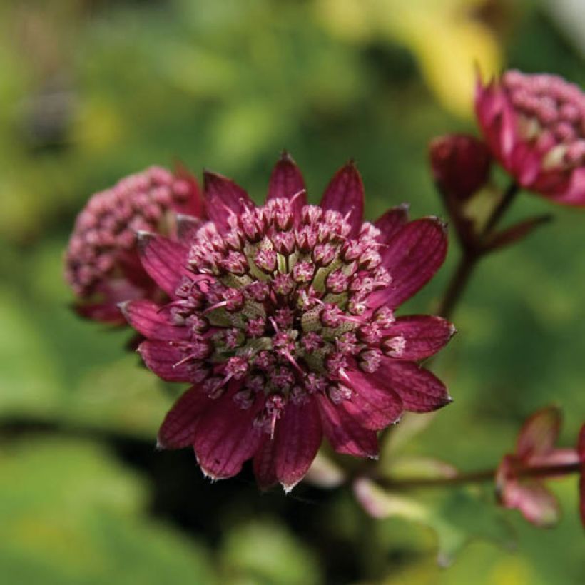 Astrantia major 'Hadspen Blood' (Flowering)