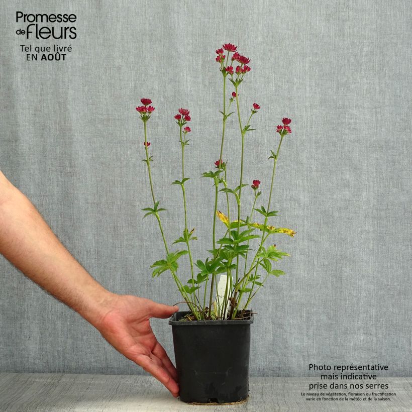 Astrantia major Cerise Button - Masterwort 2L/3L pot sample as delivered in summer