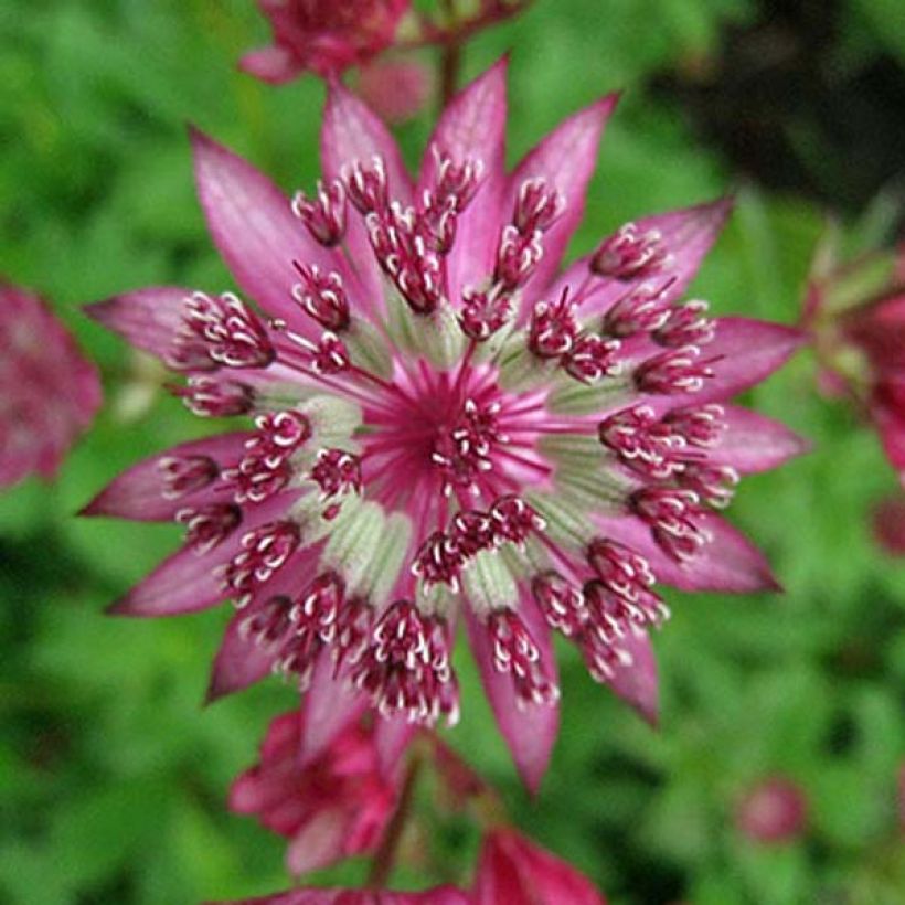 Astrantia major Claret - Great Masterwort (Flowering)