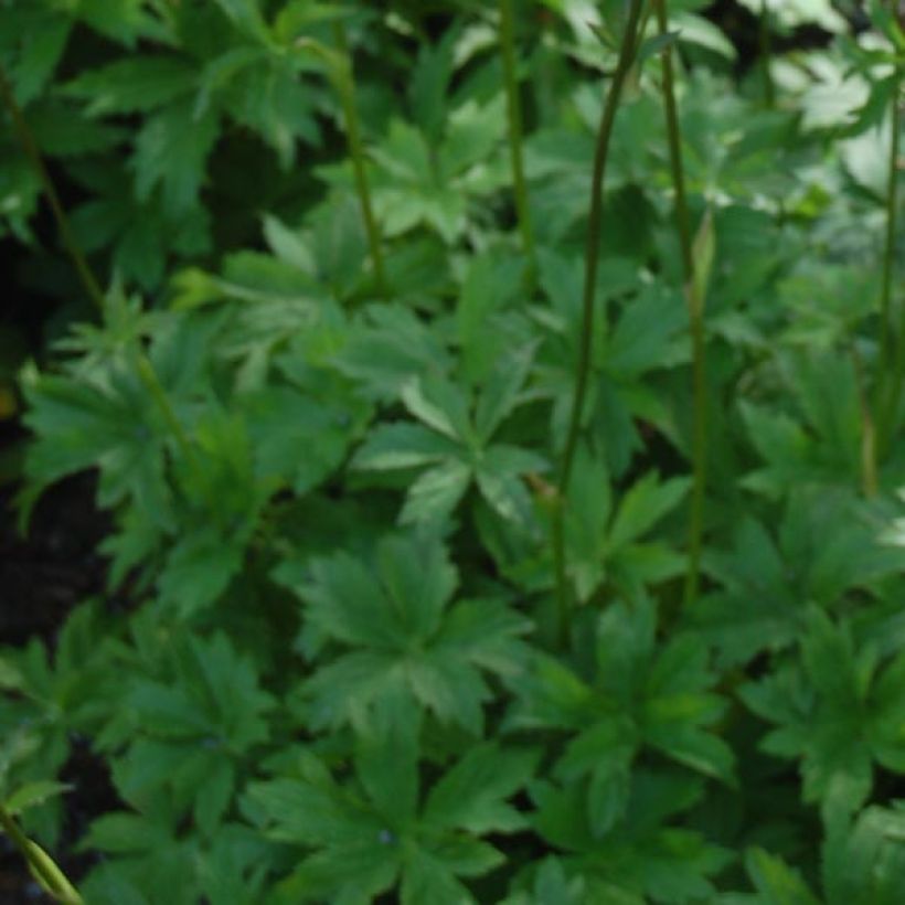 Astrantia major Claret - Great Masterwort (Foliage)