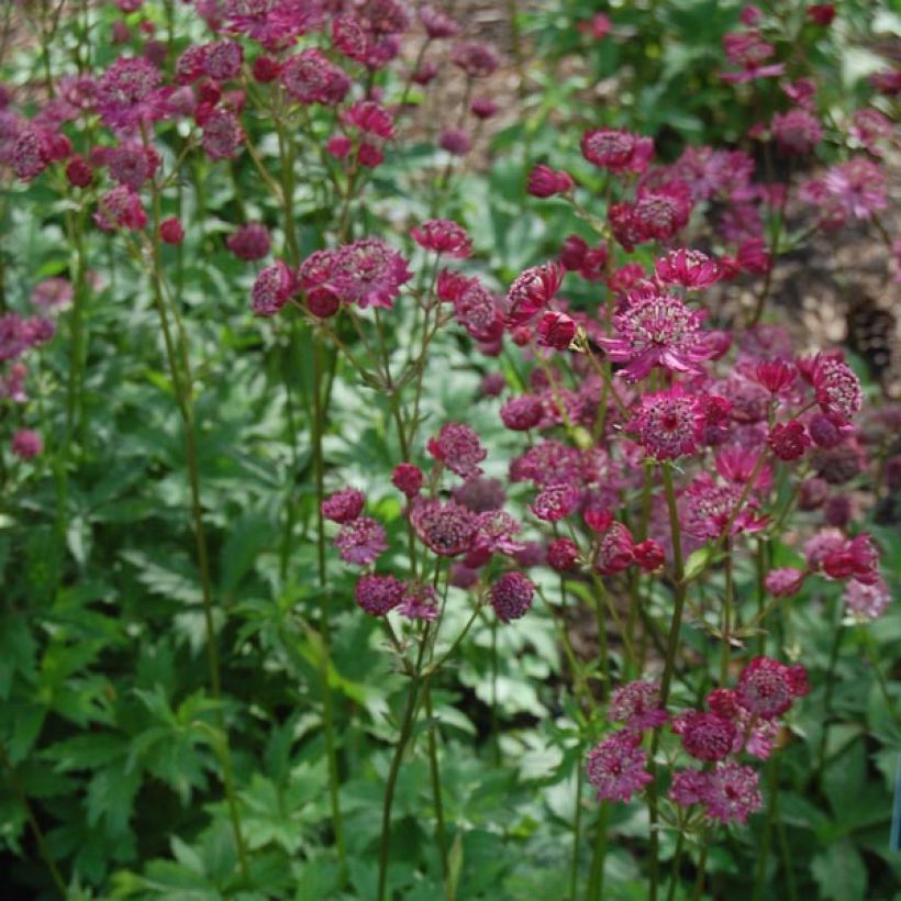 Astrantia major Claret - Great Masterwort (Plant habit)