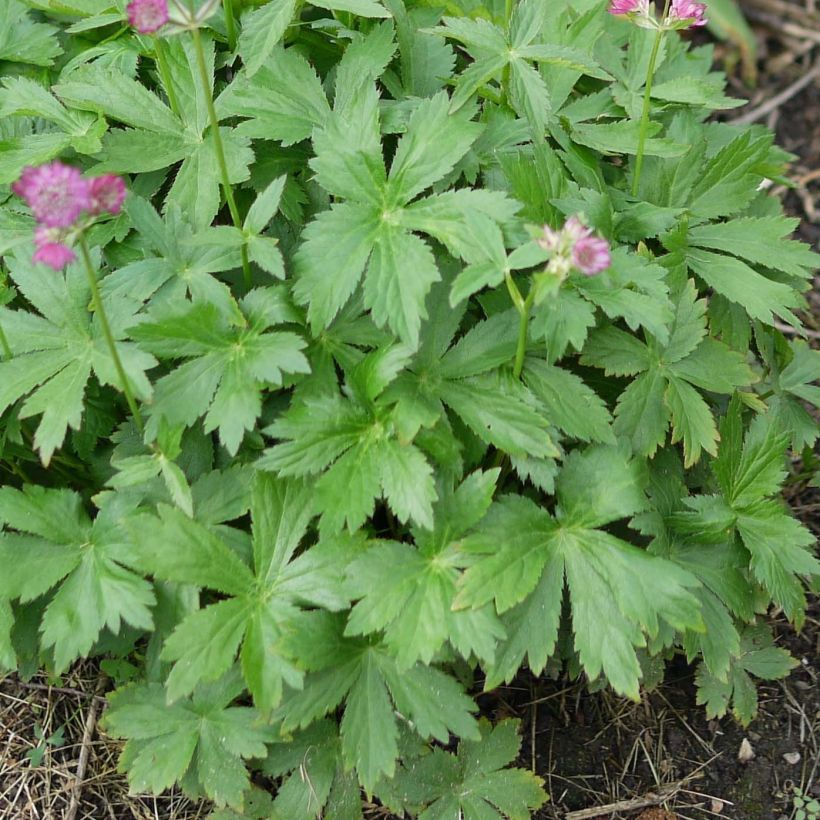 Astrantia major Ruby Cloud - Masterwort (Foliage)