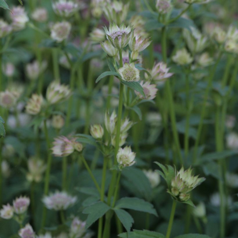 Astrantia major Shaggy - Masterwort (Plant habit)