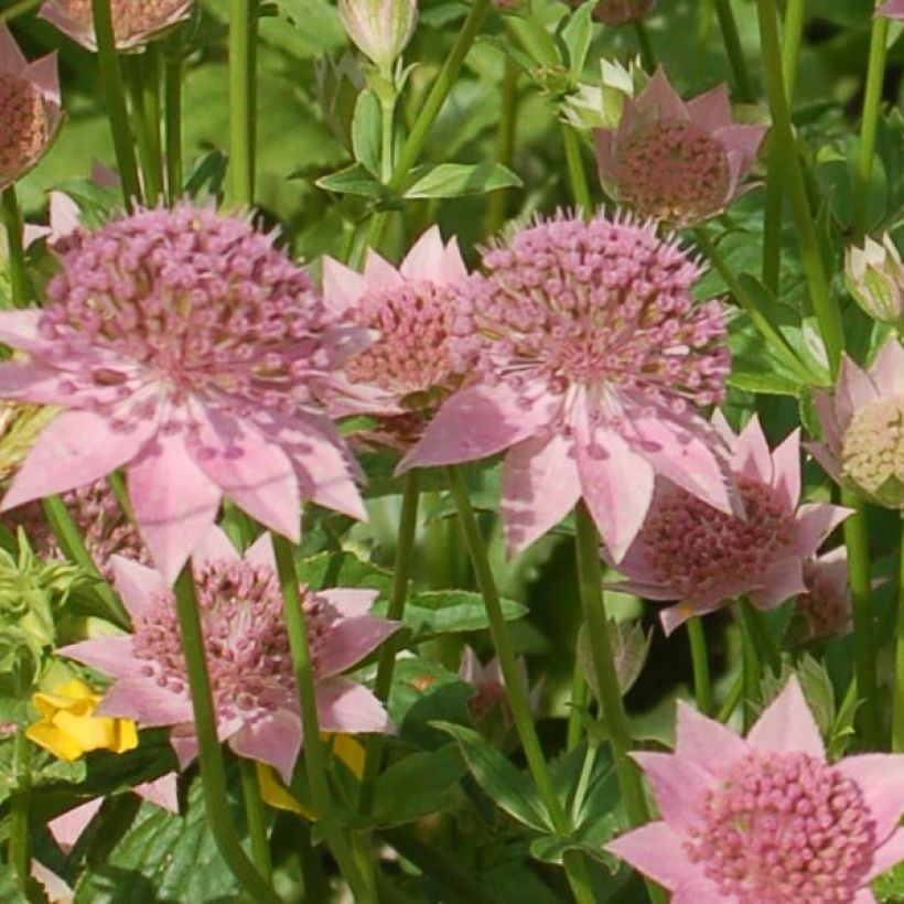 Astrantia maxima (Flowering)