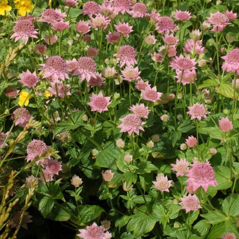 Astrantia maxima (Plant habit)