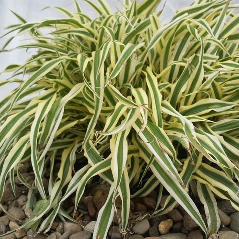 Arthropodium candidum Little Lilia (Foliage)