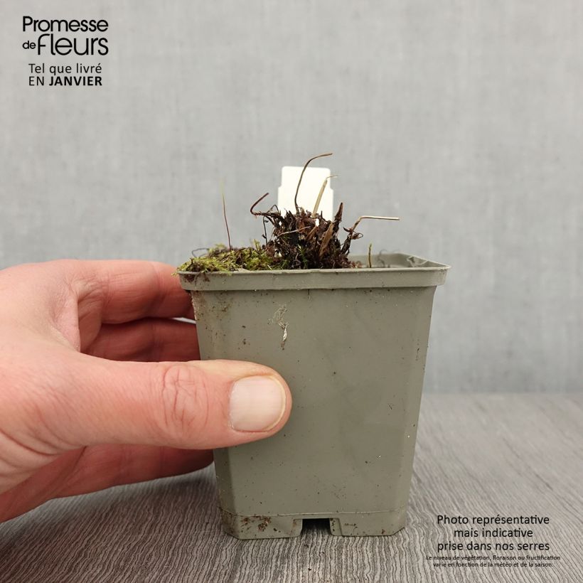 Athyrium filix-femina Frizelliae - Lady Fern 8/9 cm pot sample as delivered in winter