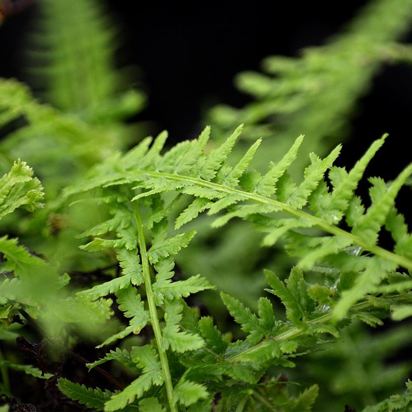 Athyrium filix-femina Victoriae - Lady Fern (Foliage)