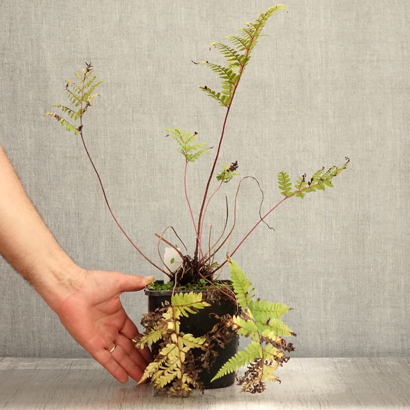 Athyrium otophorum var. okanum - Eared Lady Fern 2L/3L pot sample as delivered in autumn