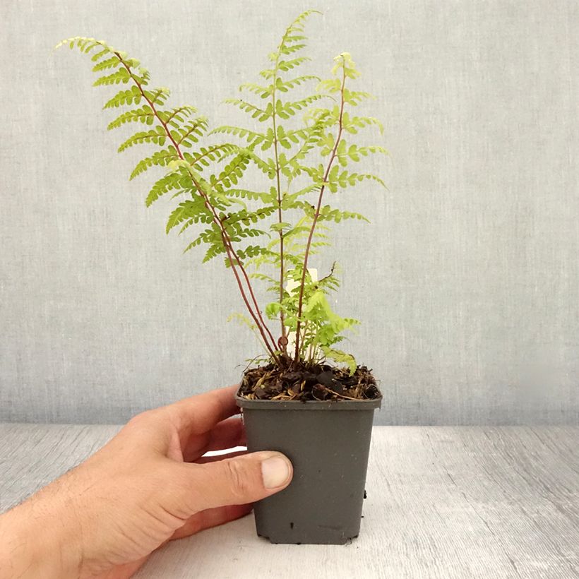 Athyrium vidalii - Lady Fern 8/9 cm pot sample as delivered in summer