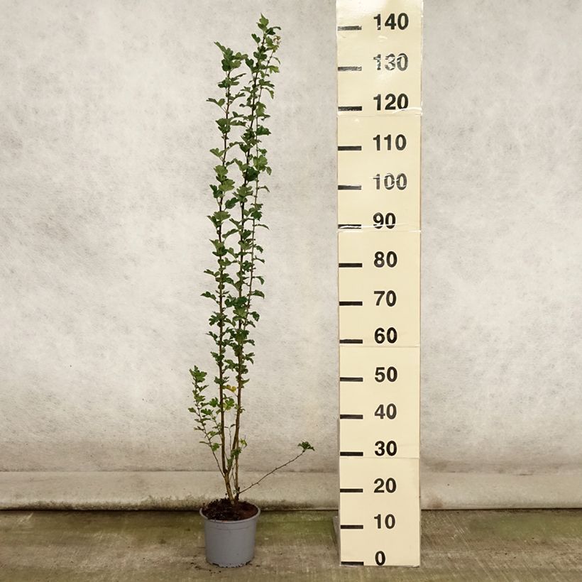 Crataegus monogyna - Hawthorn 2L/3L pot sample as delivered in summer