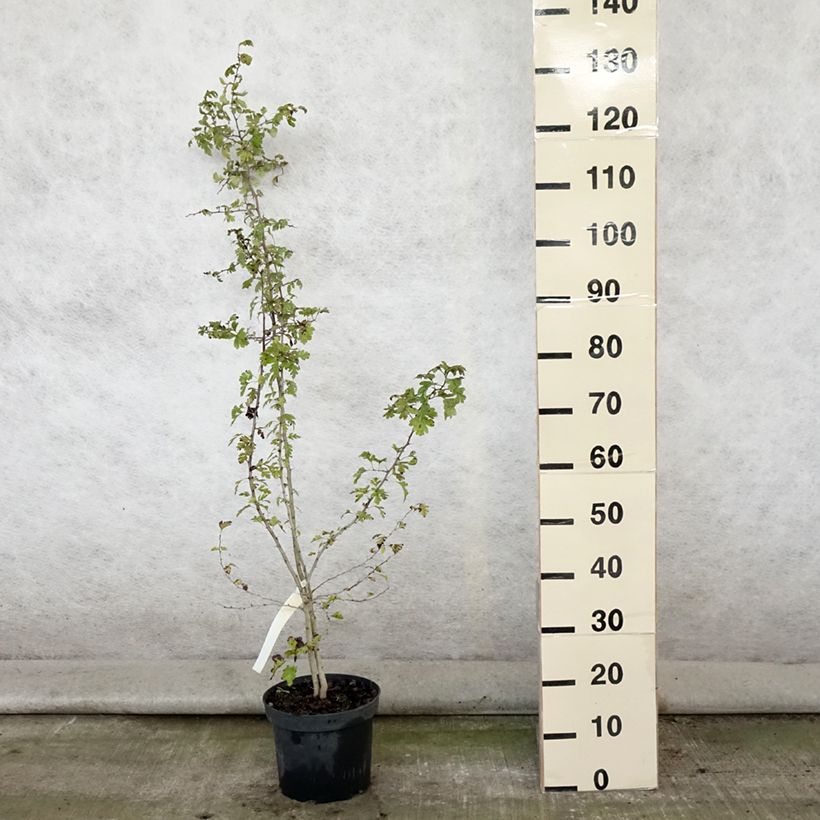 Crataegus monogyna - Hawthorn 4L/5L pot sample as delivered in summer