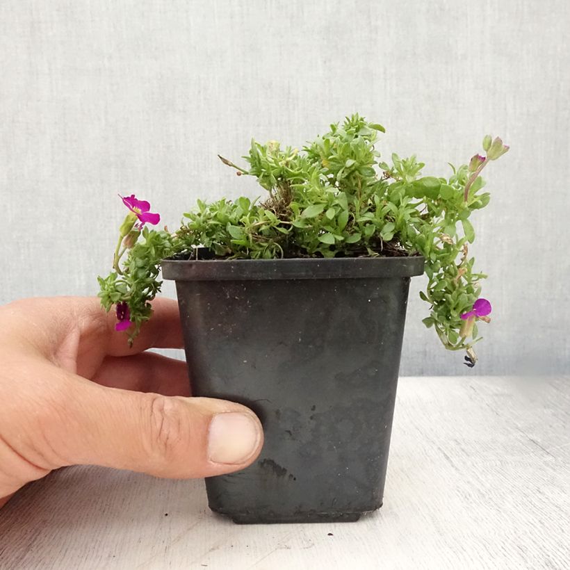 Aubrieta Bressingham Red 8/9 cm pot sample as delivered in summer