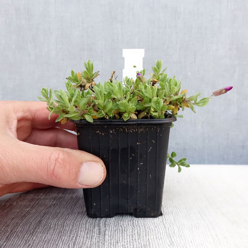 Aubrieta gracilis Rose-Red sample as delivered in spring