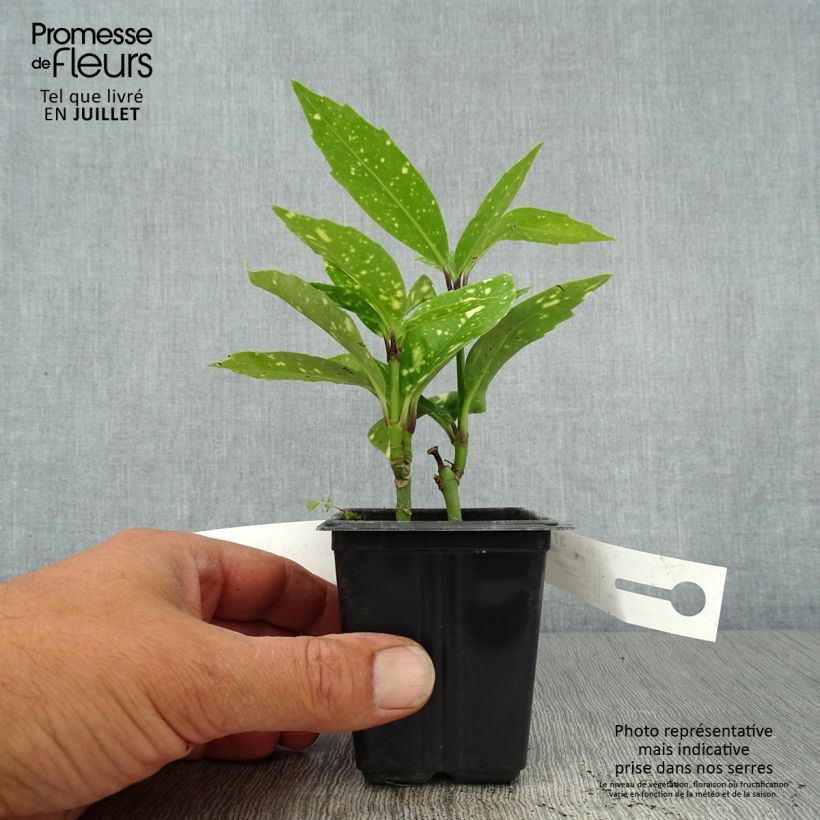 Aucuba japonica Crotonifolia- Spotted Laurel 8/9 cm pot sample as delivered in summer