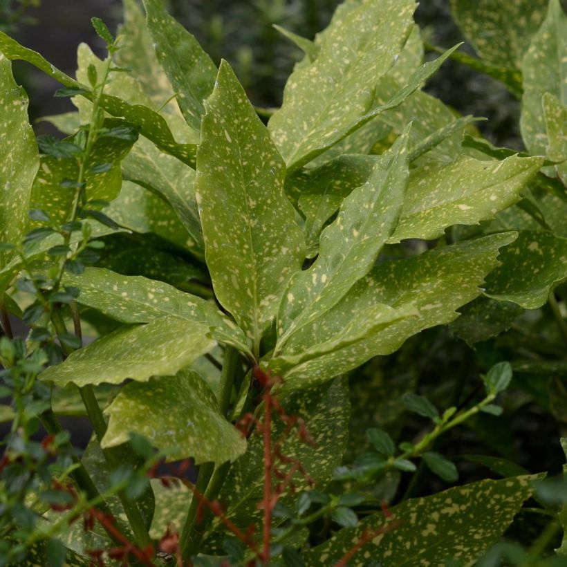 Aucuba japonica Variegata- Spotted Laurel (Foliage)