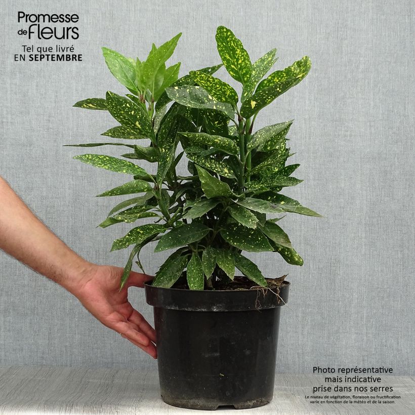 Aucuba japonica Variegata- Spotted Laurel 7.5L/10L pot sample as delivered in autumn