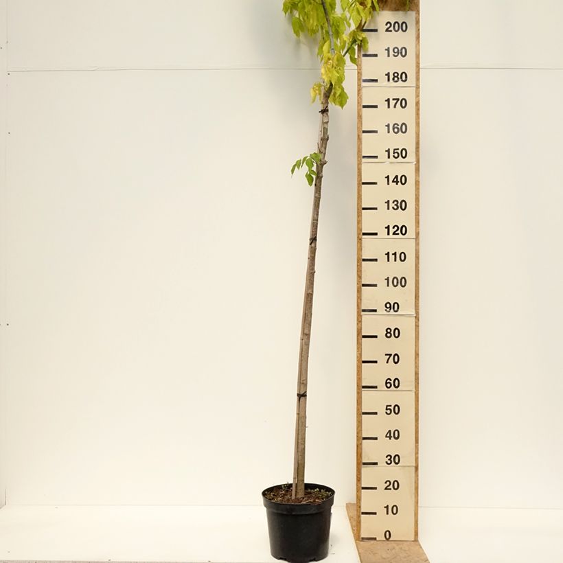 Alnus incana Monstrosa - Grey Alder 7.5L/10L pot sample as delivered in spring