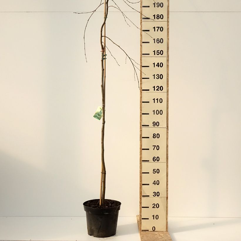 Alnus incana pendula- Grey Alder 7.5L/10L pot sample as delivered in winter