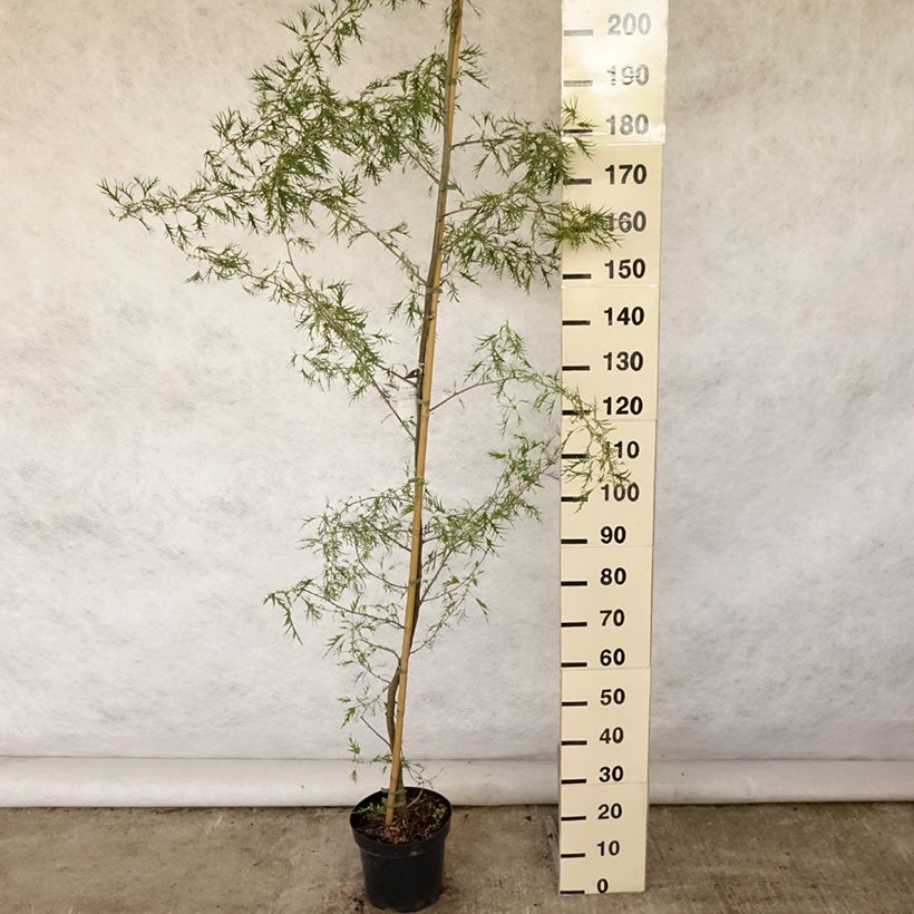 Alnus glutinosa Imperialis 7.5L/10L pot sample as delivered in summer