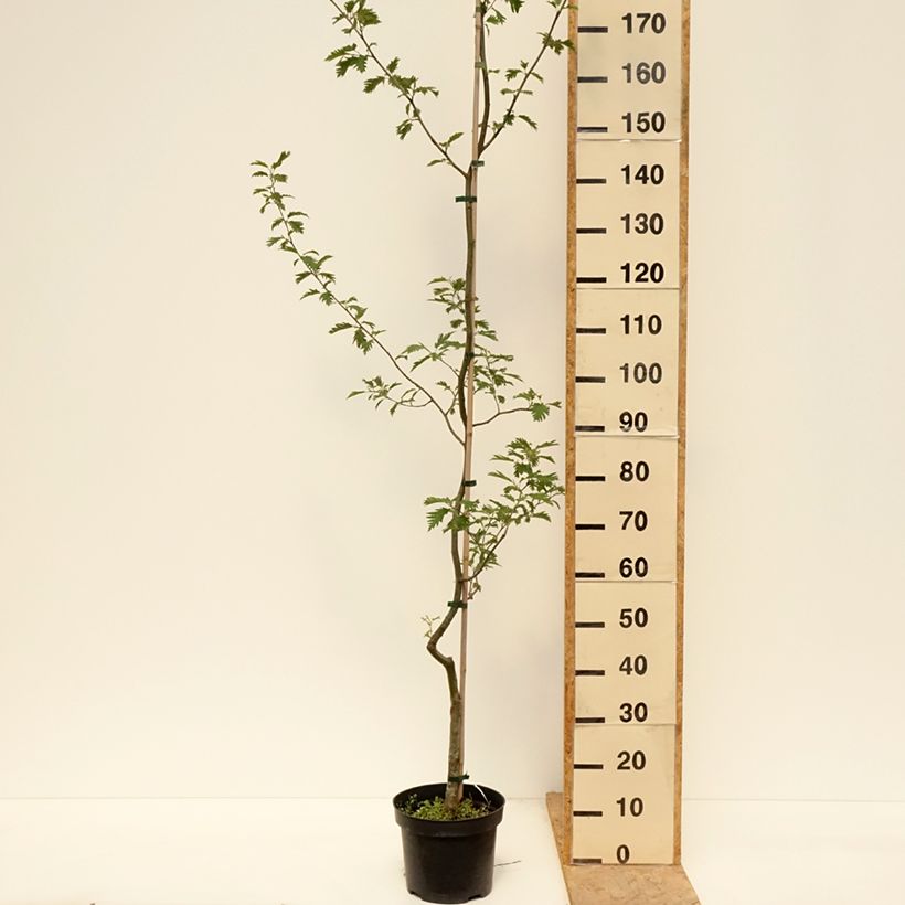 Alnus glutinosa Laciniata - Black Alder 4L/5L pot sample as delivered in spring