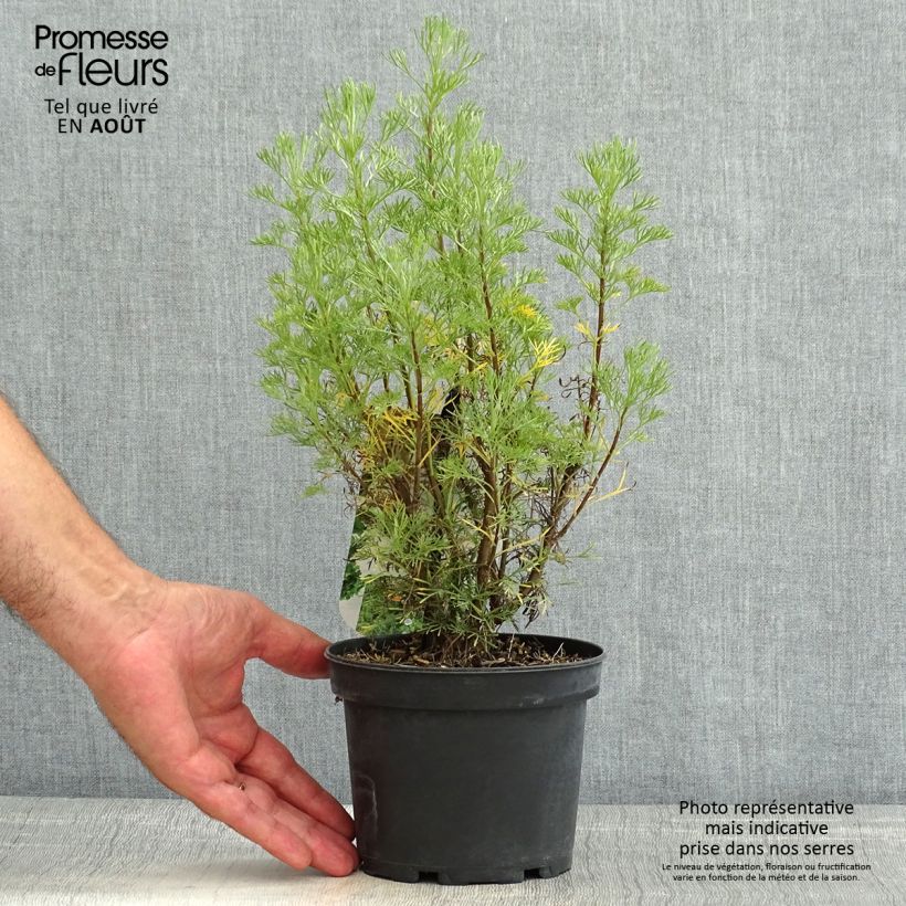 Artemisia abrotanum 1.5L/2L pot sample as delivered in summer