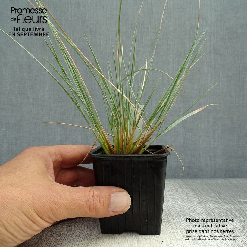 Helictotrichon sempervirens Pendula - Blue oat grass 8/9 cm pot sample as delivered in autumn