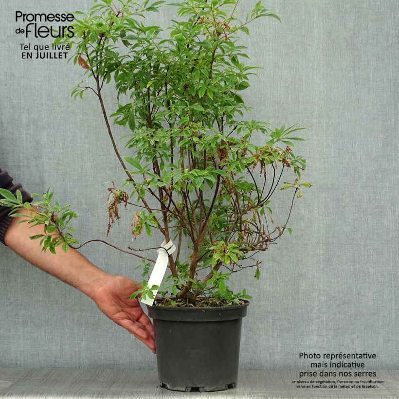 Rhododendron canescens - Mountain Azalea 4L/5L pot sample as delivered in summer