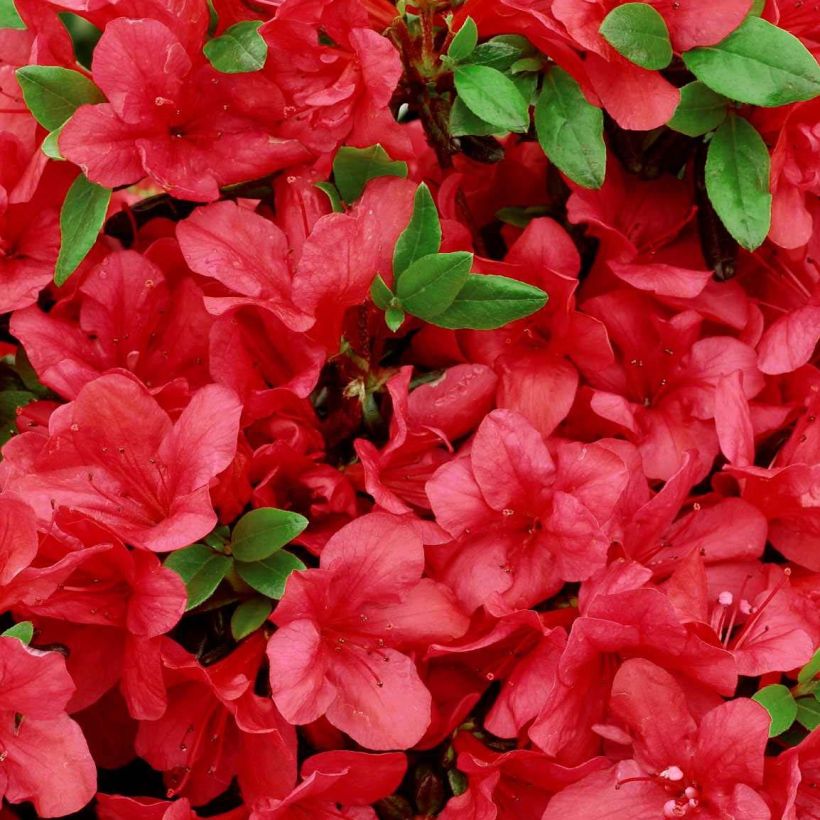 Azalea japonica Manuska (Flowering)