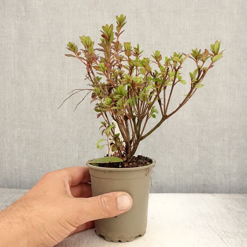 Azalea japonica Mothers Day 8/9 cm pot sample as delivered in summer