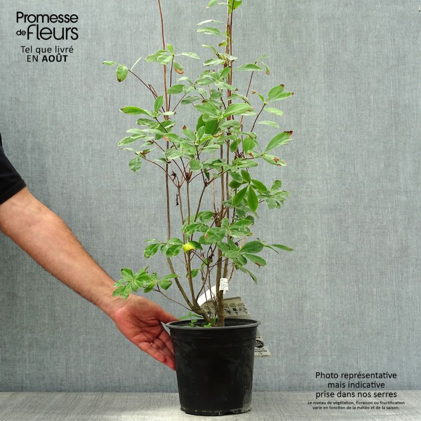 Chinese Azalea Satan 4L/5L pot sample as delivered in summer